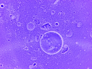 RNA Damlacıklarından Hücre Benzeri Yapılar Oluşuyor
