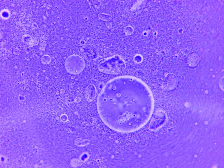 RNA Damlacıklarından Hücre Benzeri Yapılar Oluşuyor
